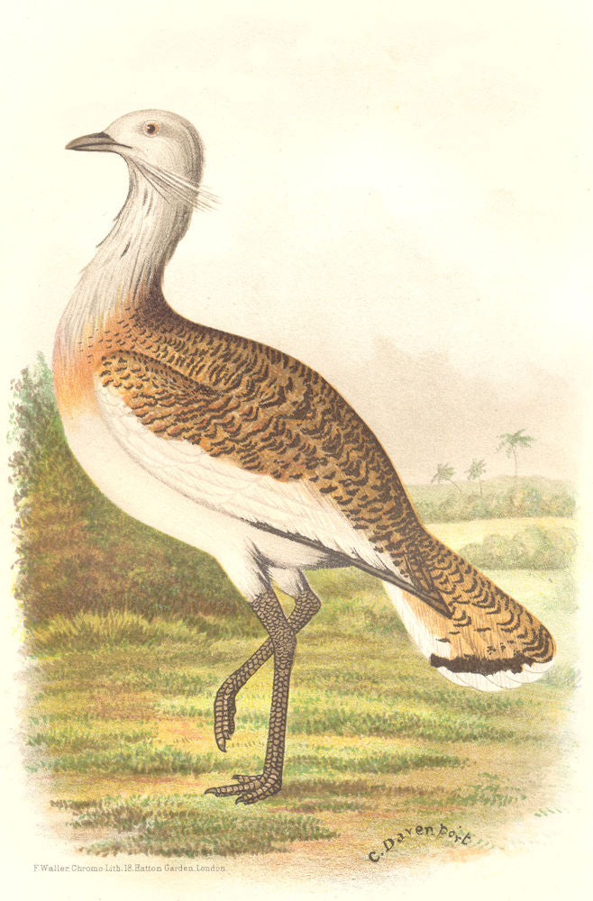 INDIAN GAME BIRDS. European Great Bustard (Otis Tarda). Chromolitho. FINN 1915